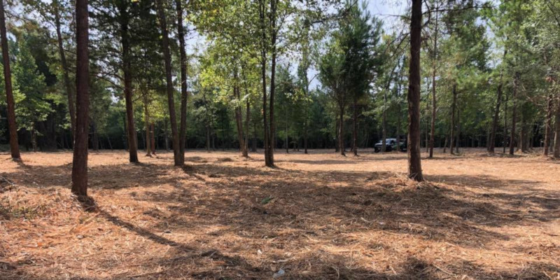 Land Clearing in Livingston, Texas
