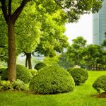 Commercial Lawn Maintenance in Livingston, Texas