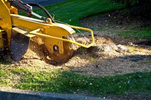 What You Need to Know About Stump Grinding