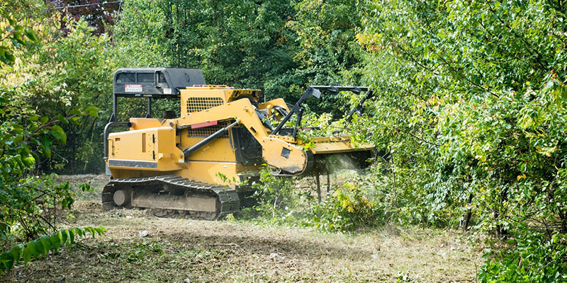 What You Need to Know About Underbrush Removal